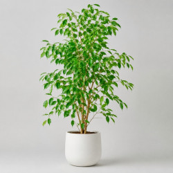 Фикус Бенджамина Кинки